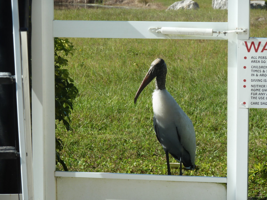 Woody the Wood stork come for a nosey